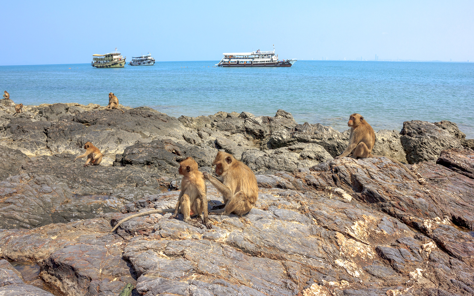 pattaya-monkey_island_02