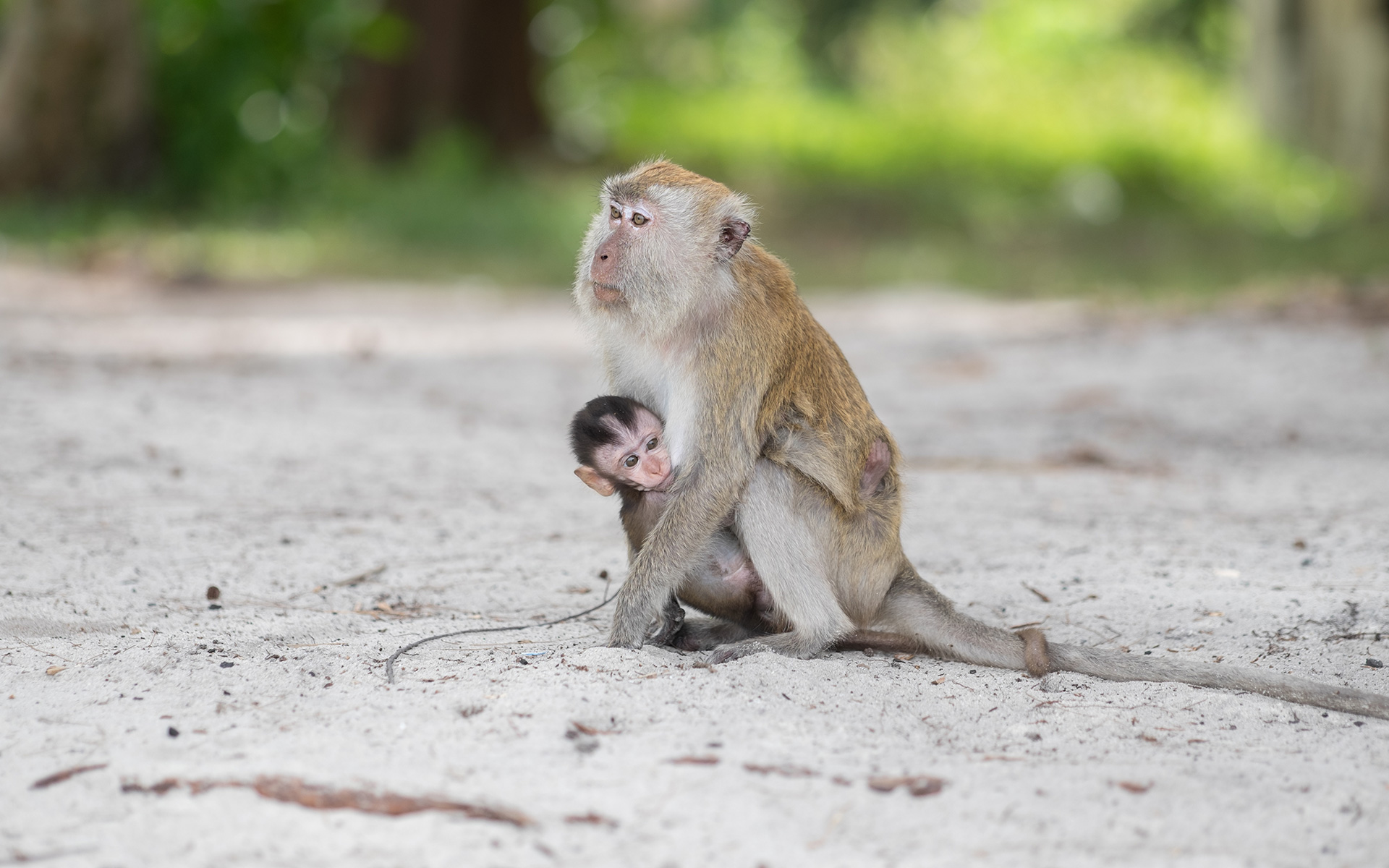 pattaya-monkey_island_03